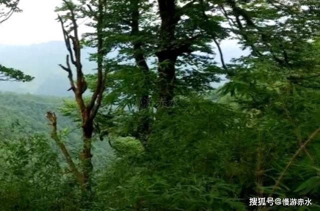 小鸡要回家